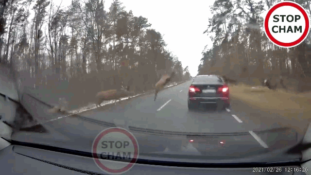 Video: Liều mình phi thân qua đường, hươu rừng không may đáp trúng xe sang BMW