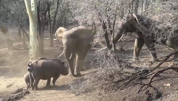 Video: Thú vị cảnh tượng tê giác chặn đường không cho voi uống nước