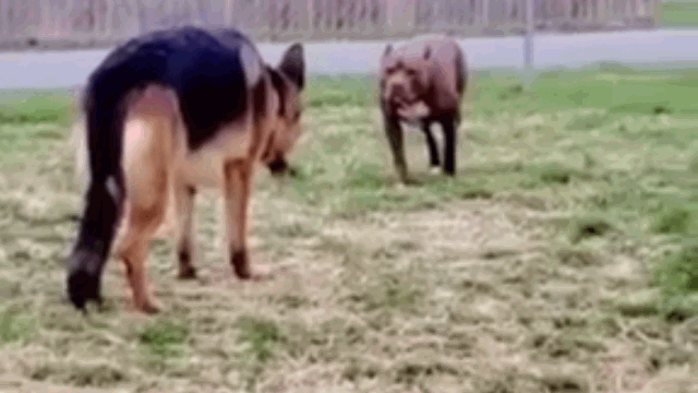 Video: Chó Pitbull hung hăng đối đầu Becgie và cái kết bất ngờ