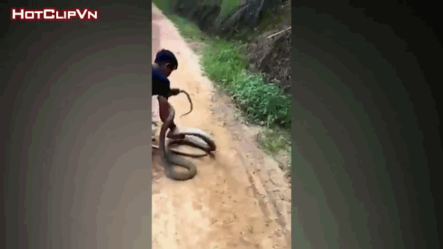 Video: Nam thanh niên dụ hổ mang chúa khổng lồ ra đường lớn rồi dùng tay không bắt sống