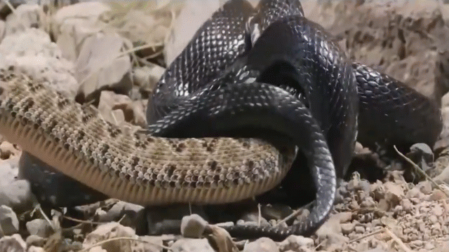 Video: Rắn vua đen Mexico ra đòn siết rắn chuông rồi nuốt gọn
