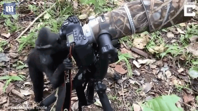 Video: Khỉ trổ tài chụp ảnh điệu nghệ như nhiếp ảnh gia thực thụ