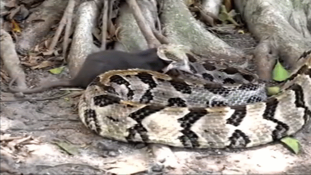 Video: Bị rắn độc dồn đến đường cùng, chuột điên cuồng đáp trả