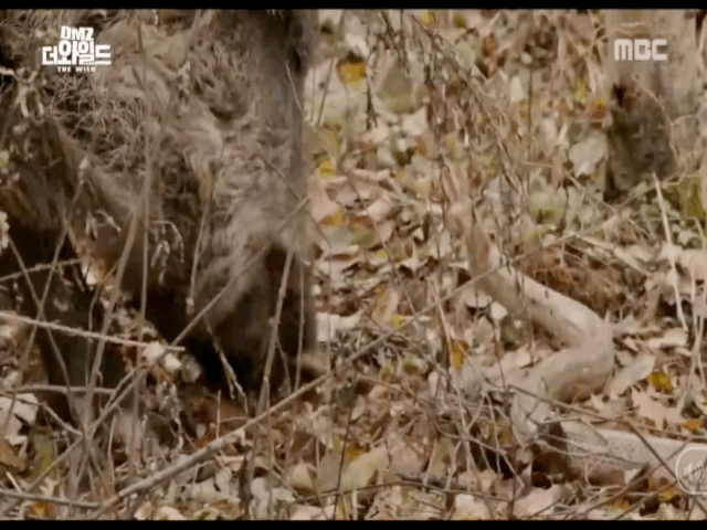 Video: Rắn đối đầu lợn rừng phàm ăn và kết cục