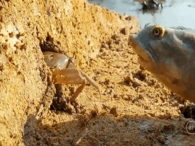 video vua ron ren chui ra khoi hang cua lap tuc bi ba ba phuc san tom gon