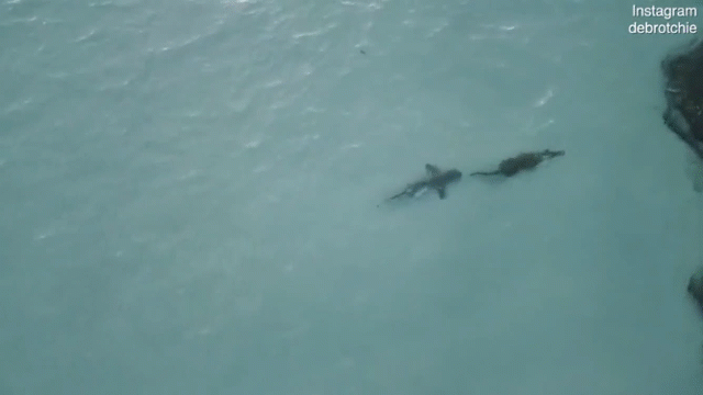 video ca sau yeu duoi den kho tin khi cham mat ca map