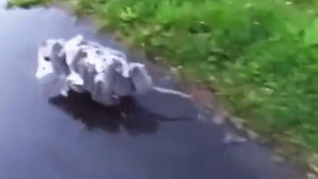 Video: Dây cáp bất ngờ bị đứt khi cẩu xe ben, người đàn ông không may bị đè trúng