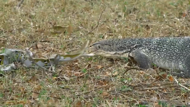 video tran vua doi dau ky da va nhat can chi mang quyet dinh cuc dien