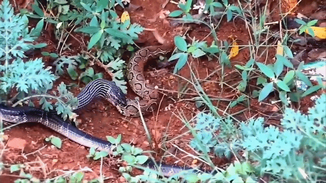 video ran luc russells quan quai trong mieng cap nia lan cuoi cung