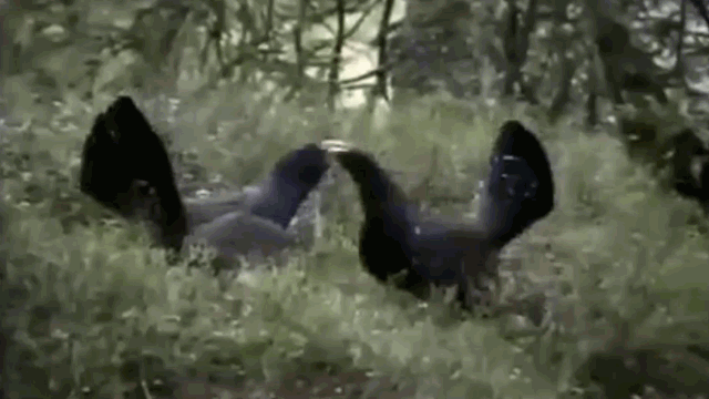 Video: Tử chiến đại bàng cứu bạn, gà rừng nhận cái kết bẽ bàng