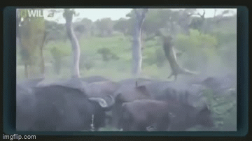 Video: Đàn trâu rừng hợp sức 'báo thù' sư tử
