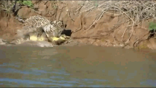 video ca sau caiman bi bao dom ha guc sau vai giay va loi xenh xech len bo