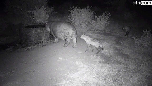 video cap linh cau li lom treu choc ha ma trong dem