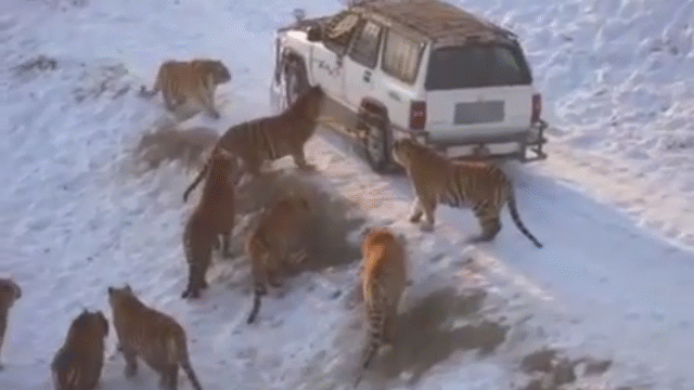 Video: Chiếc xe jeep vừa dừng lại lập tức bị cả đàn hổ bủa vây tứ phía
