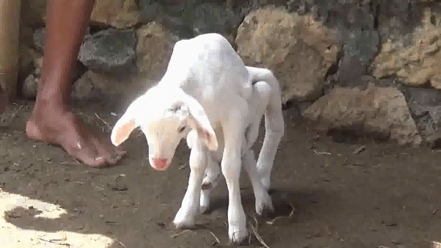 video can canh de trang 7 chan da gioi tinh xuat hien o indonesia