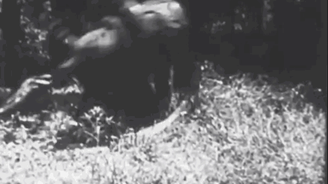 video ho du bi tran khong lo doat mang nhanh kho tin