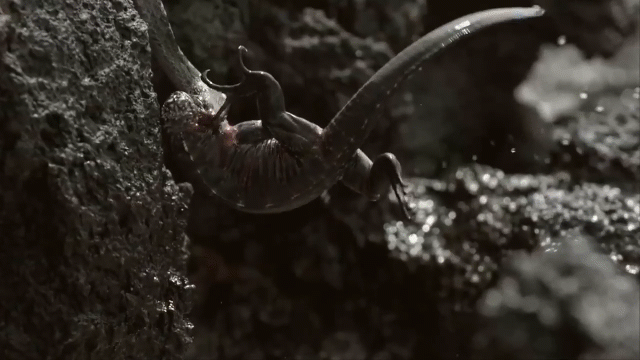 Video: Đang cắn cổ cự đà, rắn racer bị kẻ săn mồi tinh ranh 