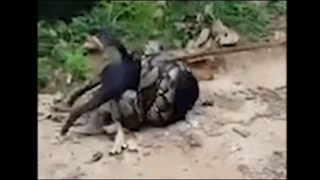 video cho nha bi tran gam khong lo siet chat va man giai cuu day gay can