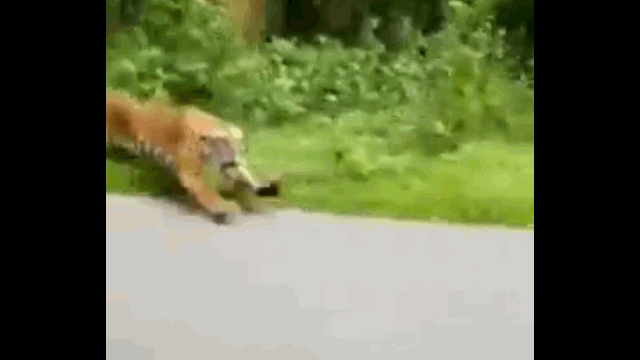 Video: Hổ Bengal rượt đuổi, vồ người đi xe máy trên đường