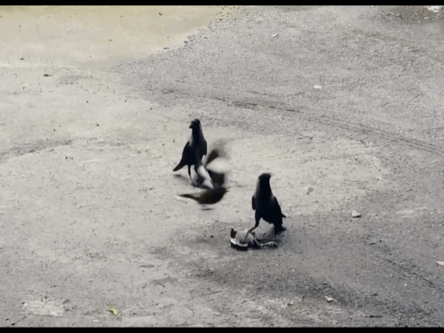 Video: Chim mẹ tí hon một mình quyết đấu với hai con quạ để cứu con