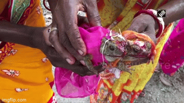 Video: Người dân ở Ấn Độ tổ chức lễ cưới cho cóc mong làm hài lòng Thần mưa
