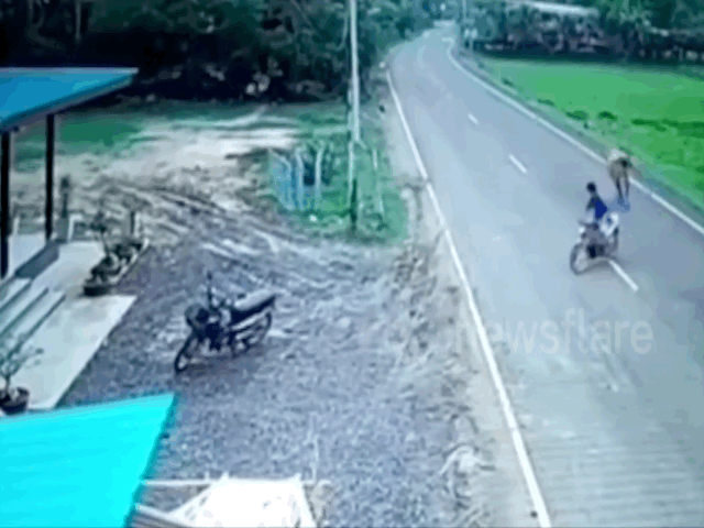 Video: Đang đi xe máy trên đường, người đàn ông bất ngờ bị bò "điên" lao vào tấn công