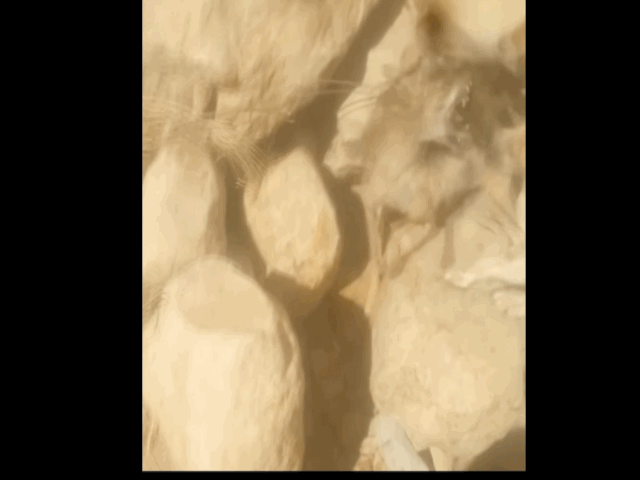 video dai dot an trom cuu soi dong co bi ca dan cho san truy duoi