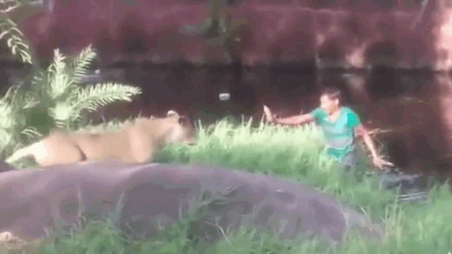Video: Say rượu, người đàn ông nhảy vào vườn thú "cãi nhau" với sư tử