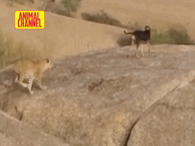 Video: Chó nhà thoát hiểm vô cùng ngoạn mục trước màn tấn công của báo đốm