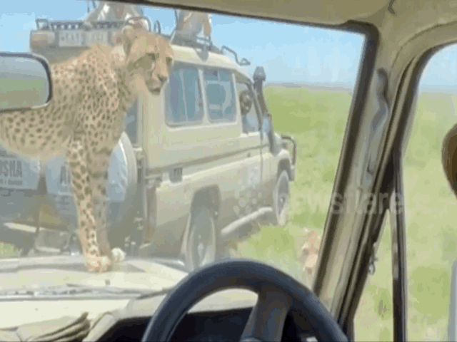Video: Khách tham quan khiếp vía vì "chạm trán" một con báo gêpa