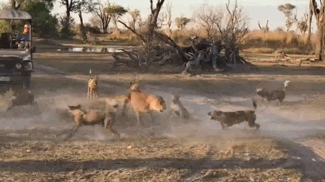 Video: Sư tử mẹ "mở đường máu" để cứu con trước bầy chó hoang