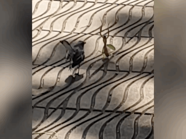 Video: Hài hước cảnh bọ ngựa 'tỷ thí' với chim chích chòe