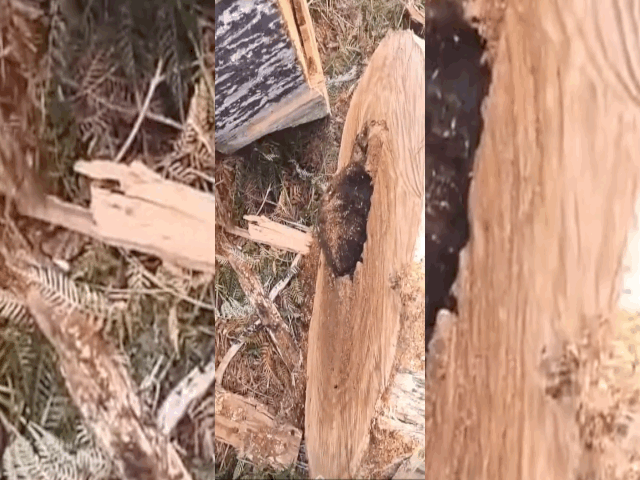 Video: Giật mình chứng kiến sinh vật lạ ngọ nguậy giữa thân cây