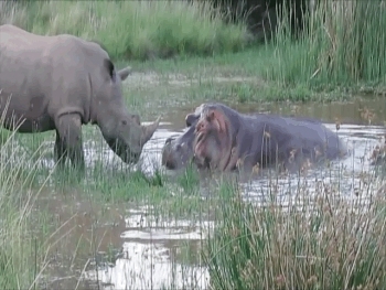 video ky la canh te giac va ha ma tinh thuong men thuong