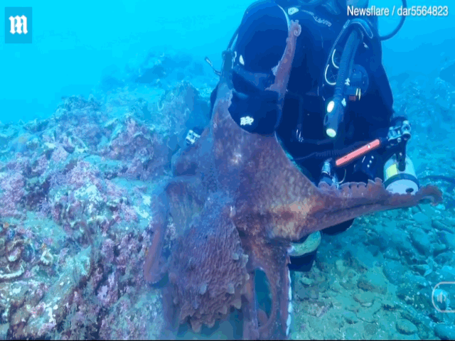 Video: Bị quay cận mặt, bạch tuộc khổng lồ nổi điên tấn công thợ lặn