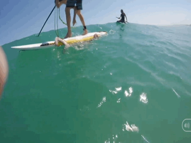 Video: Bị mực khổng lồ tấn công, người đàn ông hốt hoảng nhảy khỏi ván lướt sóng