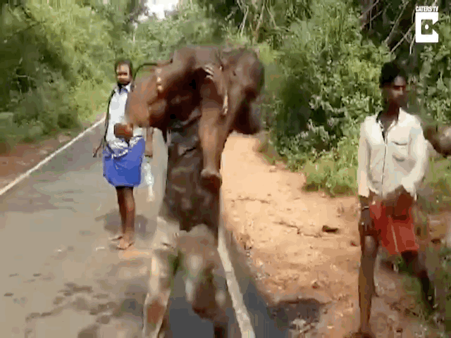 Video: Người đàn ông cõng voi con trên vai để đưa về đoàn tụ với mẹ