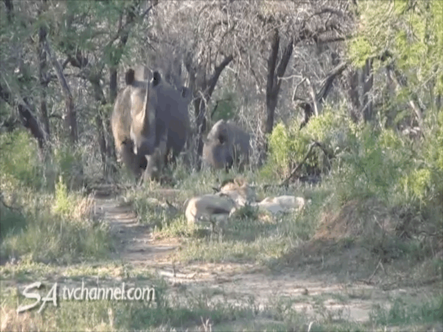 Video: Bầy sư tử giật bắn mình vì tê giác bất ngờ “hỏi thăm"