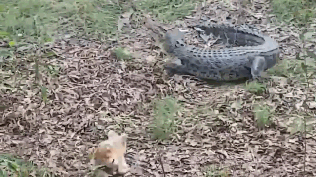 Video: Bị chó cắn nhà tấn công, cá sấu khổng lồ hoảng hồn tháo chạy