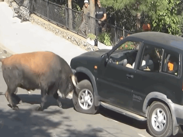 Video: Loạt động vật lên cơn thịnh nộ hung hăng phá nát ô tô