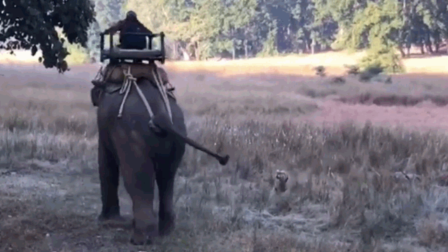 Video: Bị hổ dữ chặn đầu, voi hùng hổ lao tới cảnh cáo