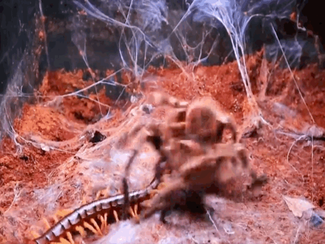 Video: Chủ quan khinh địch, rết "khủng" bị nhện độc khổng xồ xơi tái