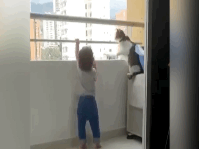 Video: Chú mèo nhanh trí tìm mọi cách cản em bé trèo lan can