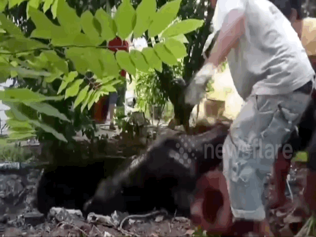 Video: Nông dân Thái Lan vật vã kéo chú bò thoát khỏi giếng bùn