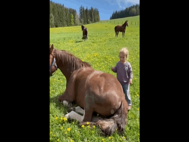 Video: "Tan chảy" khoảnh khắc cô bé cố gắng đuổi ruồi giúp chú ngựa