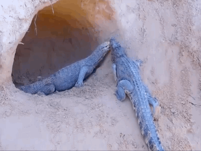 Video: Cá sấu bò vào tận hang gây hấn với kỳ đà