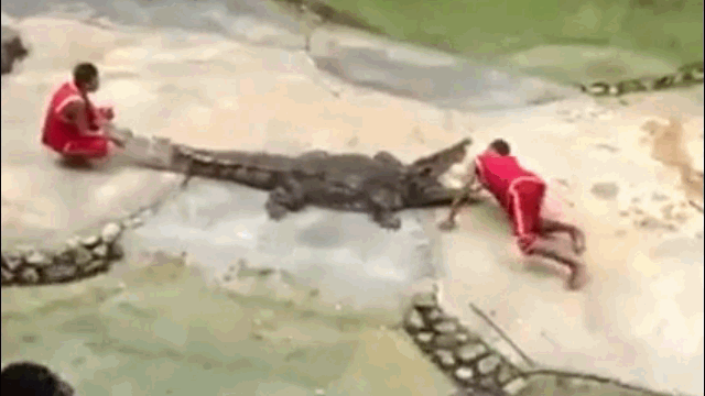 Video: Cá sấu bất ngờ "nổi điên" tấn công huấn luyện viên xiếc khiến khán giả sợ hãi