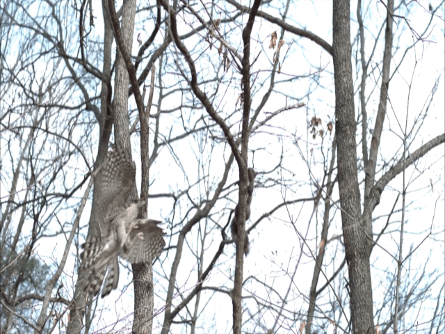 Video: Ngoạn mục cảnh tượng diều hâu săn sóc chớp nhoáng trên cây