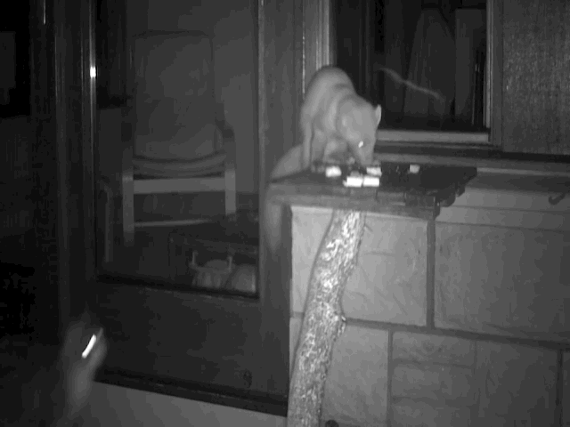Video: Mèo mướp béo mầm ì ạch đánh đuổi chồn thông mò vào nhà ăn vụng