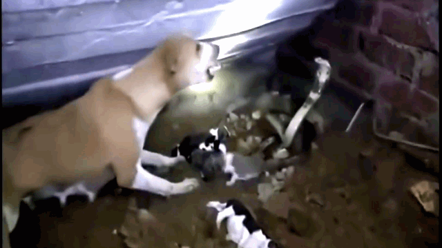 Video: Con bị hổ mang cắn chết, chó mẹ liều mình lao vào "tử chiến" với kẻ thù